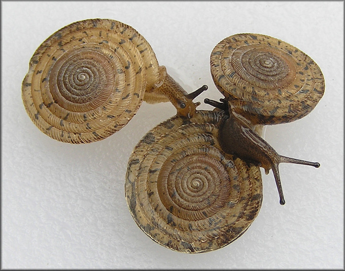 Polygyra septemvolva Say, 1818 Florida Flatcoil