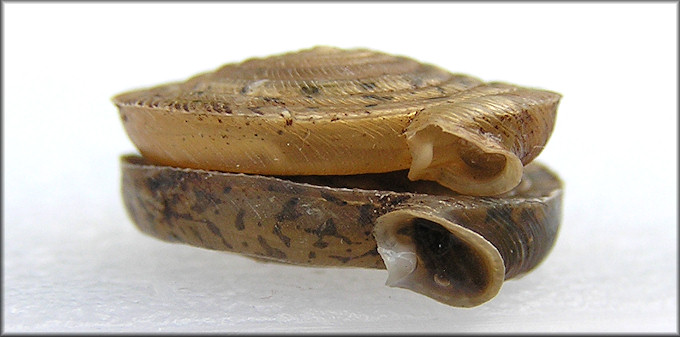 Polygyra septemvolva Say, 1818 Florida Flatcoil