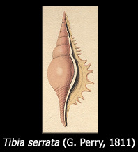 Tibia serrata (G. Perry, 1811)