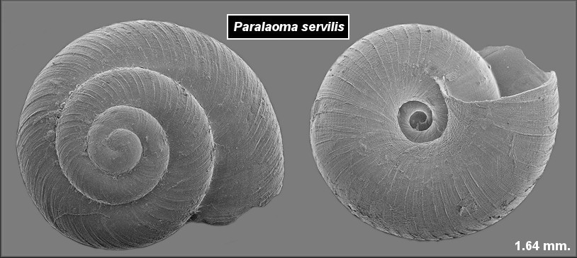 Punctum servilis