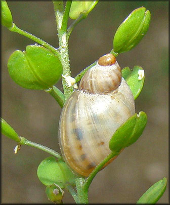 Succinea floridana Pilsbry, 1905 Florida Chalksnail