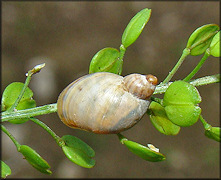 Succinea floridana Pilsbry, 1905 Florida Chalksnail