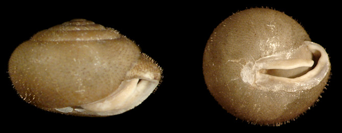 Stenotrema florida Pilsbry, 1940 Apalachicola Slitmouth