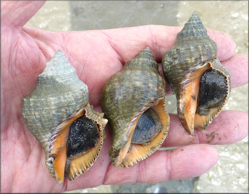 Stramonita haemastoma (Linnaeus, 1767) Florida Rocksnail Large Specimens