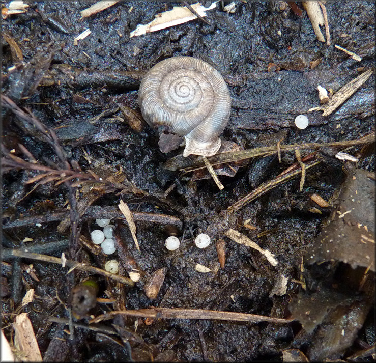 Daedalochila auriculata And Eggs