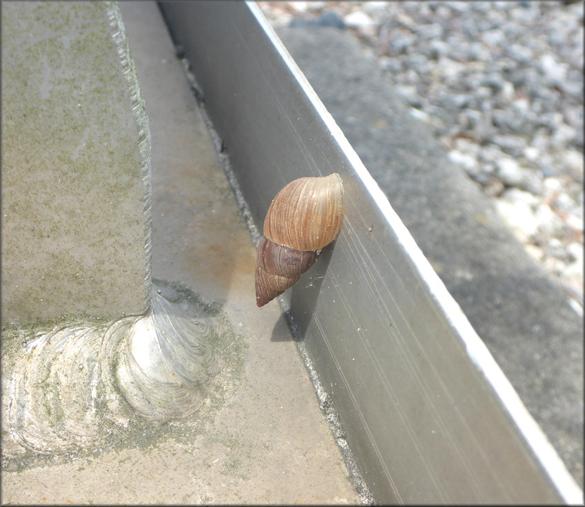 Bulimulus sporadicus From Shad Road At the Florida East Coast Railroad Crossing