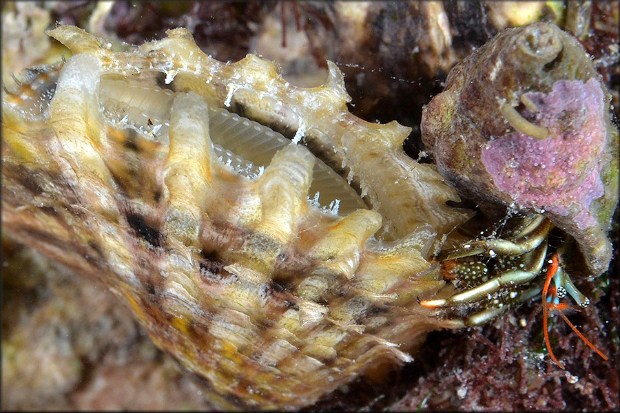 Pinctada imbricata imbricata Rding, 1798 Atlantic Pearl-oyster In Situ