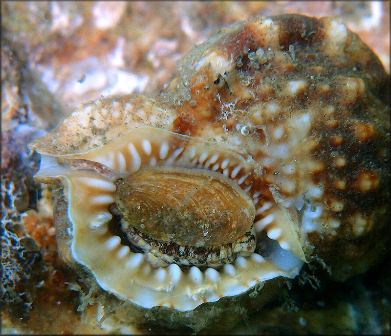 Dulcerana cubaniana (d'Orbigny, 1847) Granular Frogsnail