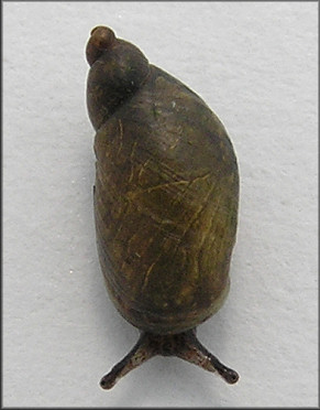 Succinea paralia Hubricht, 1983 Saltmarsh Ambersnail