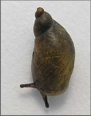 Succinea paralia Hubricht, 1983 Saltmarsh Ambersnail