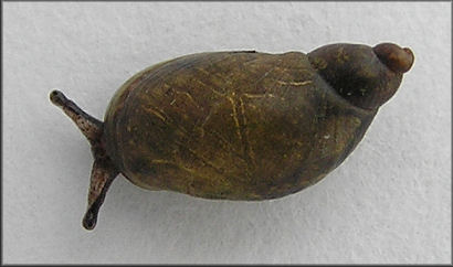 Succinea paralia Hubricht, 1983 Saltmarsh Ambersnail