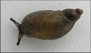 Succinea paralia Hubricht, 1983 Saltmarsh Ambersnail