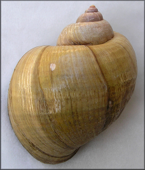 Pomacea haustrum (Reeve, 1856) Titan Applesnail