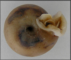 Daedalochila bicornuta (Pilsbry, 1900)