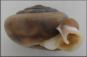 Daedalochila bicornuta (Pilsbry, 1900)