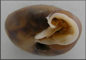 Daedalochila bicornuta (Pilsbry, 1900) 