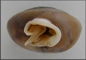 Daedalochila bicornuta (Pilsbry, 1900)