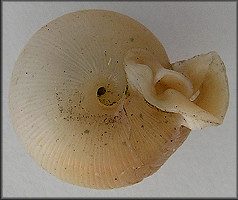 Daedalochila uvulifera striata Pilsbry, 1940 