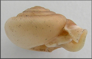 Daedalochila uvulifera striata Pilsbry, 1940