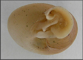 Daedalochila uvulifera striata Pilsbry, 1940