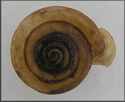 Daedalochila species