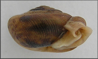 Daedalochila species
