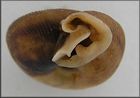 Daedalochila species