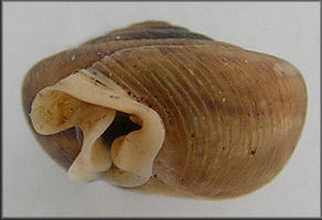 Daedalochila species