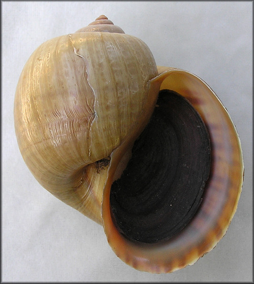 Pomacea haustrum (Reeve, 1856) Titan Applesnail