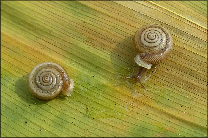 Daedalochila uvulifera (Shuttleworth, 1852)