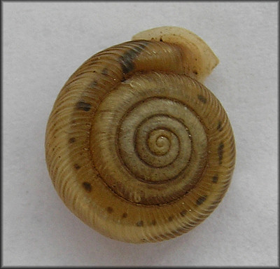 Daedalochila uvulifera (Shuttleworth, 1852)