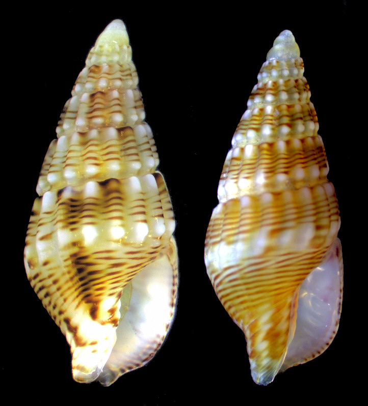 Suturoglypta iontha (Ravenel, 1861) Lineate Dovesnail