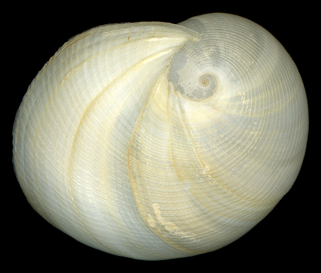 Sinum perspectivum (Say, 1831) White Baby Ear