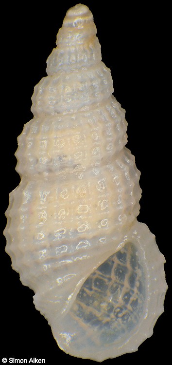 Rissoina tornatilis Gould, 1861