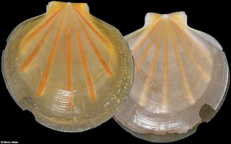 Propeamussium sibogai (Dautzenberg and Bavay, 1904)