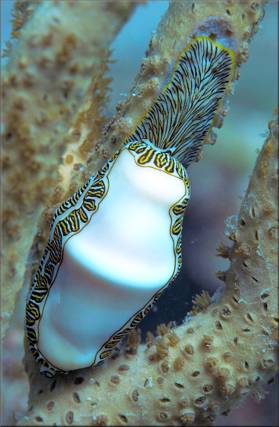 Cyphoma signatum Pilsbry and McGinty, 1939 Fingerprint Cyphoma