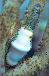 Cyphoma signatum Pilsbry and McGinty, 1939 Fingerprint Cyphoma