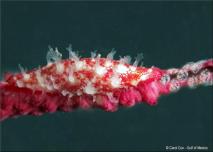 Cymbovula acicularis (Lamarck, 1811) West Indian Simnia With Eggs