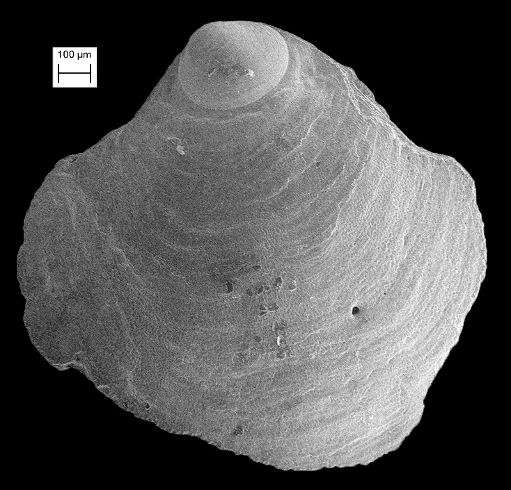 Anomia simplex d’Orbigny, 1853 Common Jingle Fossil