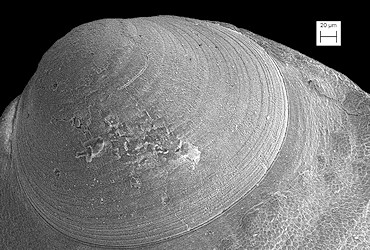 Anomia simplex d’Orbigny, 1853 Common Jingle Fossil