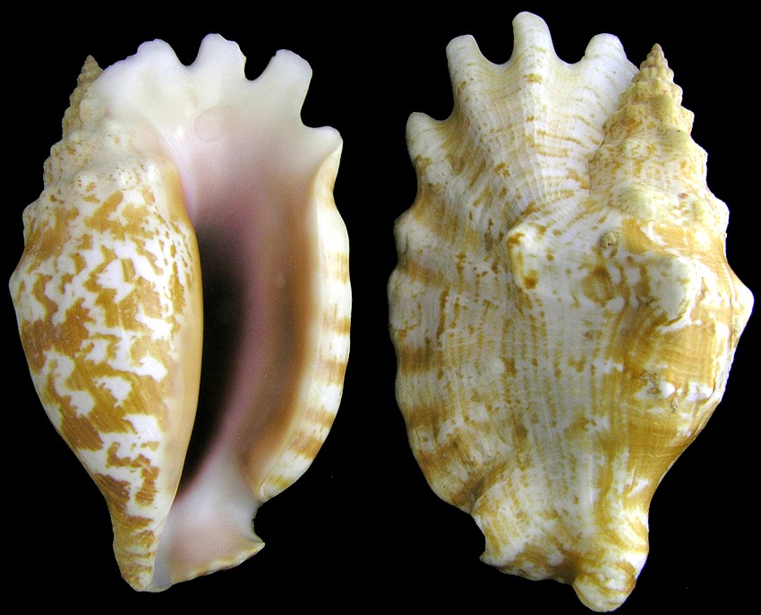 Sinustrombus sinuatus ([Lightfoot], 1786)