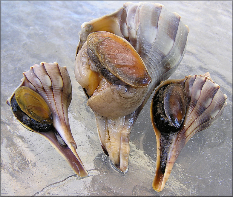 Busycon perversum (Linnaeus, 1758) Lightning Whelk Light Colored Animal