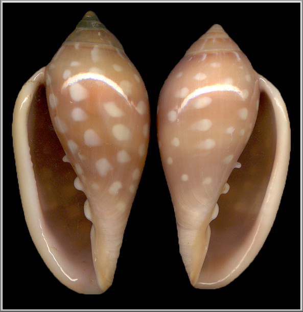 Marginella sebastiani Marche-Marchad and Rosso, 1979