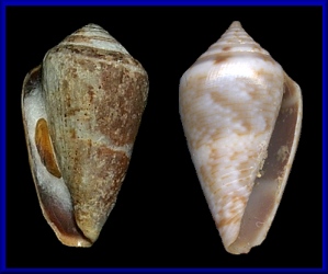 Conus ventricosus Gmelin, 1791 