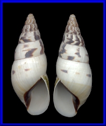 Corona regalis (Hup, 1857)