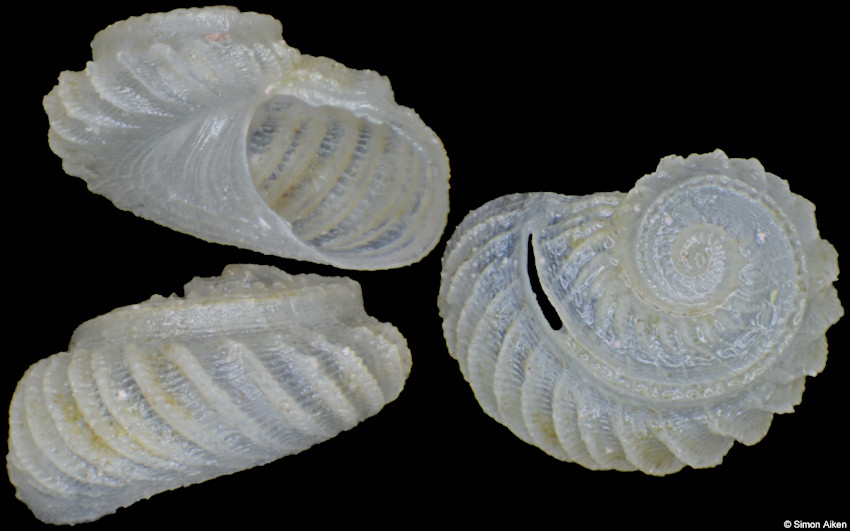 Sinezona plicata (Hedley, 1899)