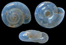 Lucilla scintilla (Lowe, 1852) Oldfield Coil