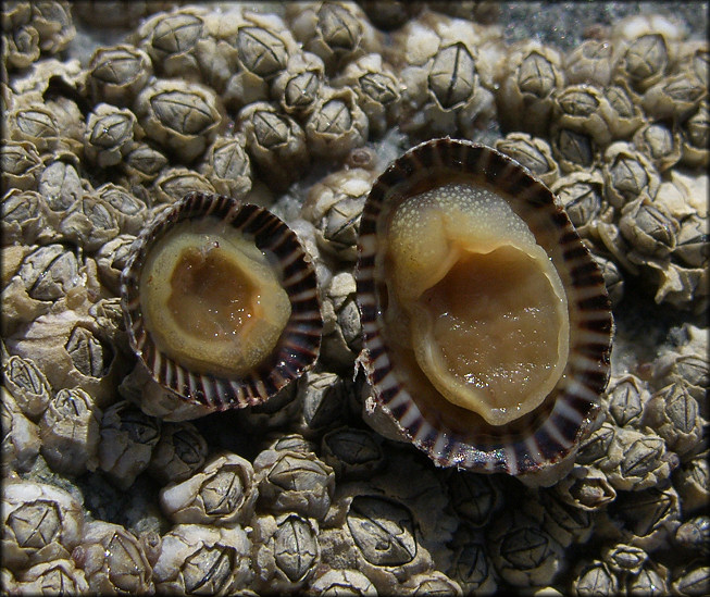 Siphonaria naufragum Stearns, 1872 American Striped Falselimpet