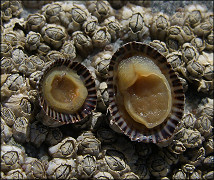 Siphonaria naufragum Stearns, 1872 American Striped Falselimpet