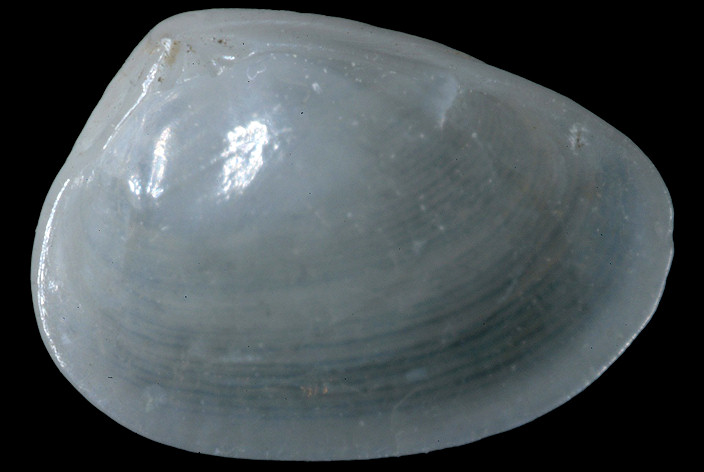 Semelina nuculoides (Conrad, 1841) Nut Semele